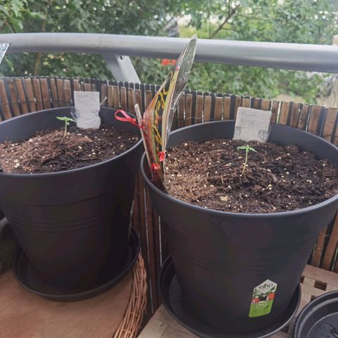 Royal Auto jack/runtz 11l growlog timeline photo