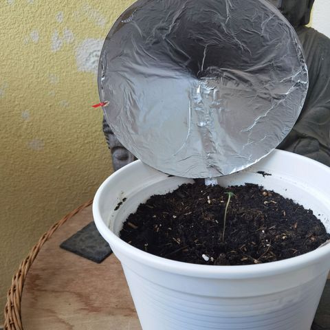 Apple fritter auto 8l growlog timeline photo