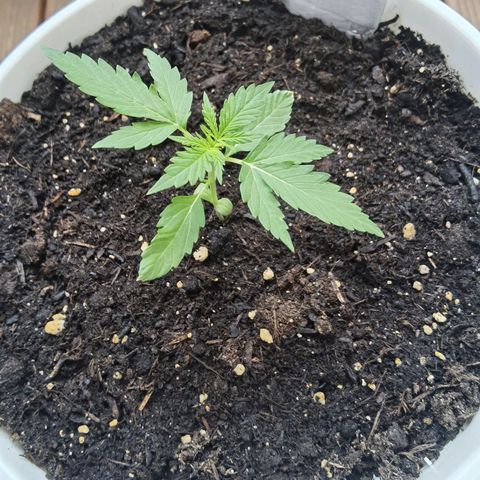 Apple fritter auto 8l growlog timeline photo
