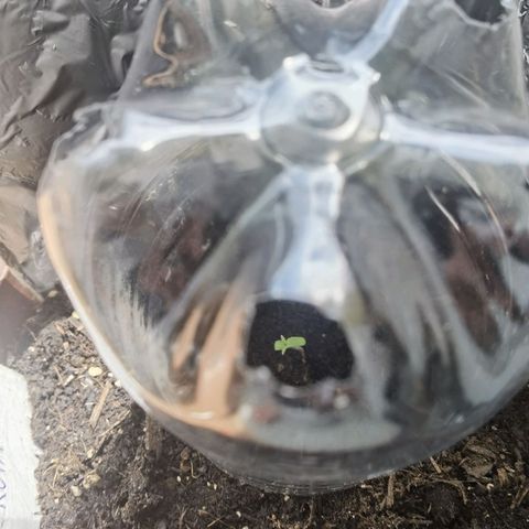 Royal runtz 3l growlog photo: In den halbschatten gestellt. 