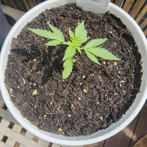 Apple fritter auto 8l growlog timeline photo