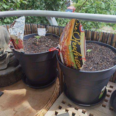 Royal Auto jack/runtz 11l growlog timeline photo