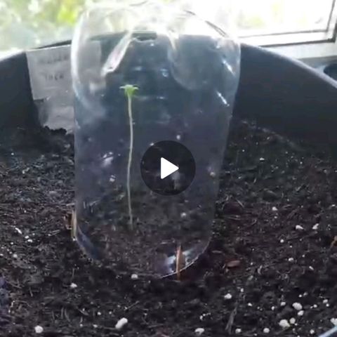 Royal Auto jack/runtz 11l growlog photo: Von 09. Juli 2024 nicht zuhause gewesen. Gewächshaus entfernt, und bis ca. 5 cm unter Keim Blatt mit Erde befüllt. 