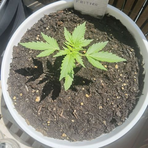 Apple fritter auto 8l growlog timeline photo