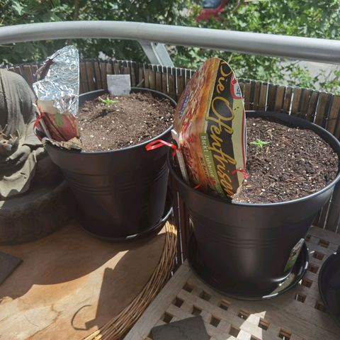 Royal Auto jack/runtz 11l growlog timeline photo