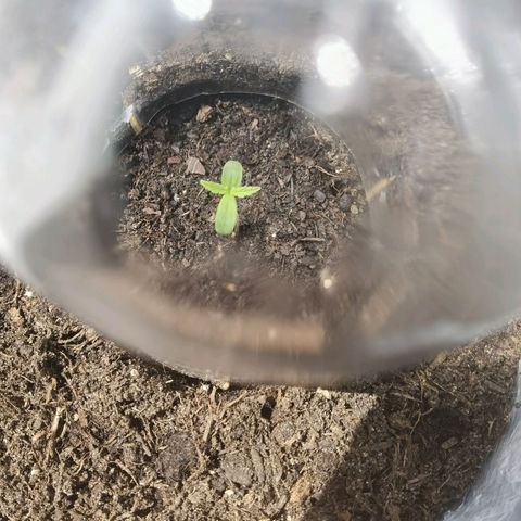Royal runtz 3l growlog timeline photo