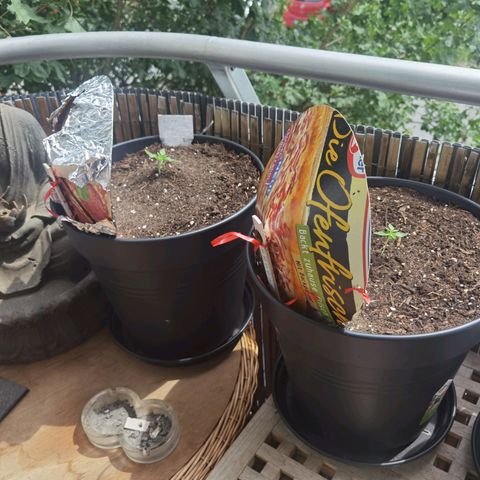 Royal Auto jack/runtz 11l growlog timeline photo