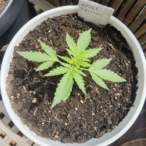 Apple fritter auto 8l growlog timeline photo