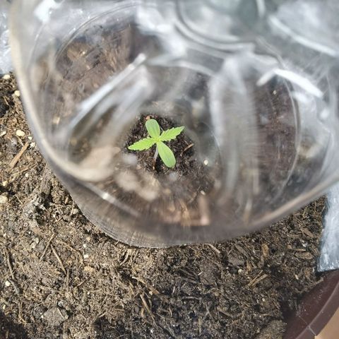 Royal runtz 3l growlog timeline photo