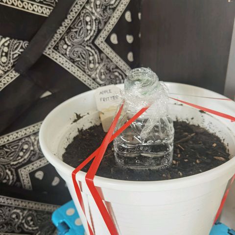 Apple fritter auto 8l growlog timeline photo