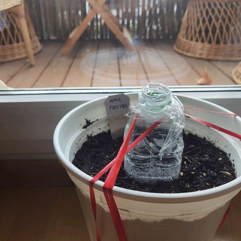 Apple fritter auto 8l growlog timeline photo