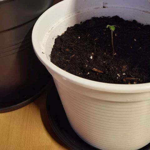 Apple fritter auto 8l growlog timeline photo
