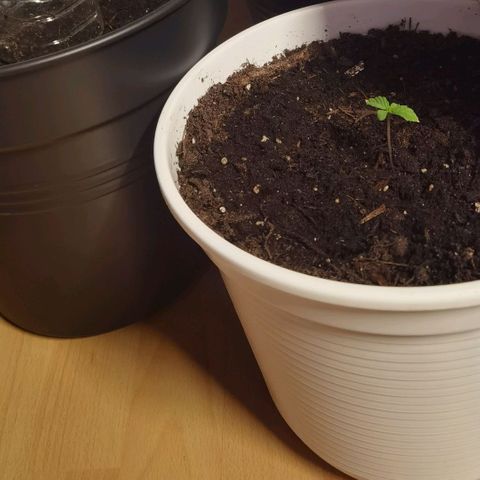 Apple fritter auto 8l growlog timeline photo