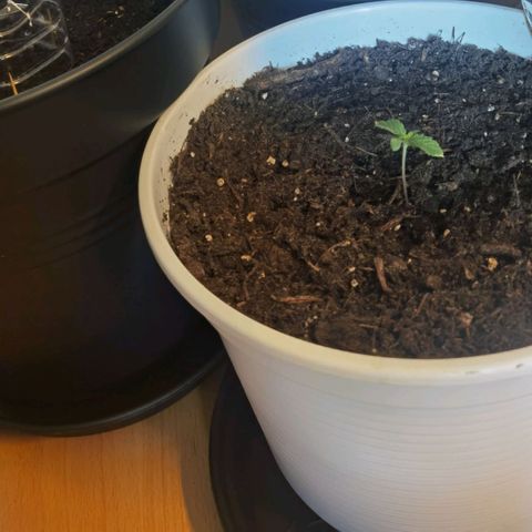 Apple fritter auto 8l growlog timeline photo