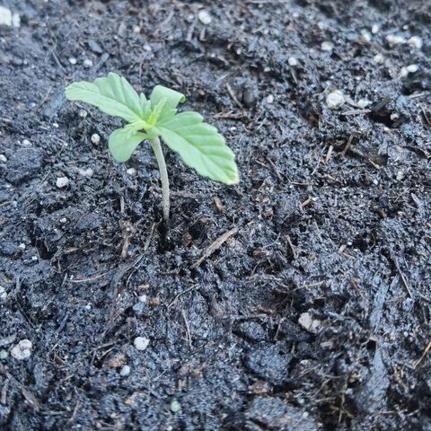 Apple fritter auto 8l growlog timeline photo