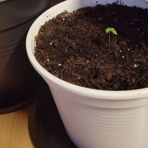 Apple fritter auto 8l growlog timeline photo