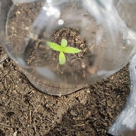 Royal runtz 3l growlog timeline photo