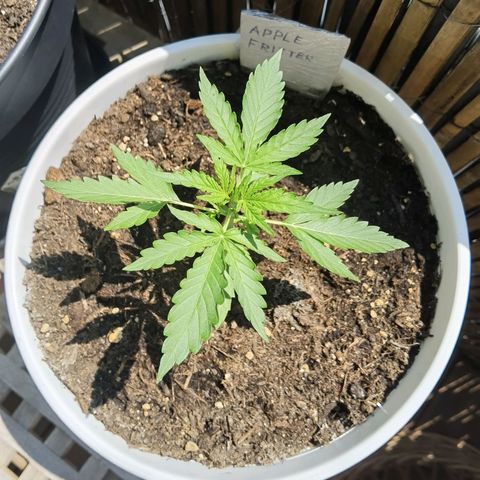 Apple fritter auto 8l growlog timeline photo