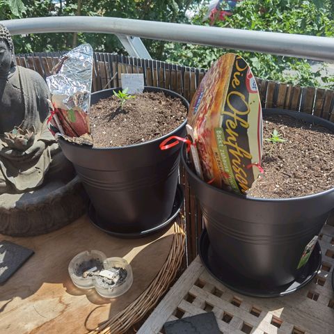 Royal Auto jack/runtz 11l growlog timeline photo