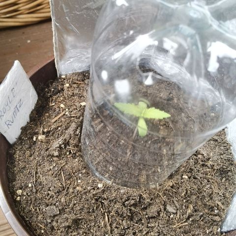 Royal runtz 3l growlog timeline photo