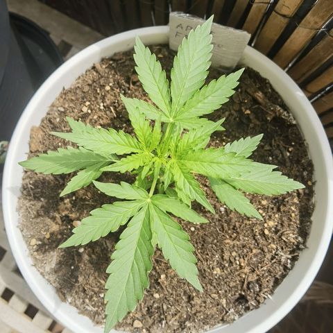 Apple fritter auto 8l growlog timeline photo