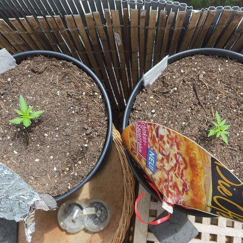 Royal Auto jack/runtz 11l growlog timeline photo