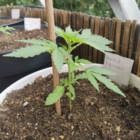 Apple fritter auto 8l growlog photo: Den Wetter Verhältnissen angepasst. ☝🏼💨🌾