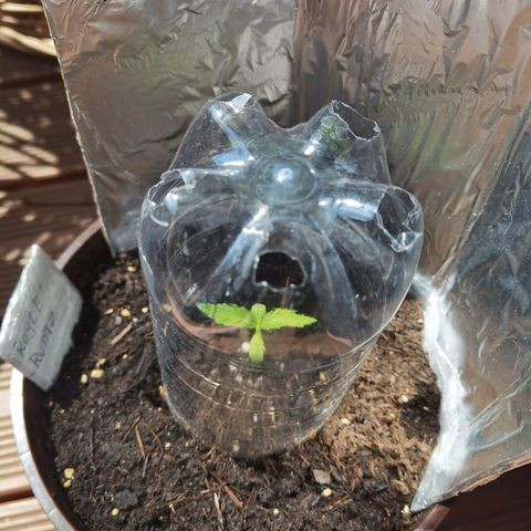 Royal runtz 3l growlog timeline photo