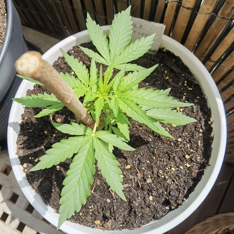 Apple fritter auto 8l growlog timeline photo
