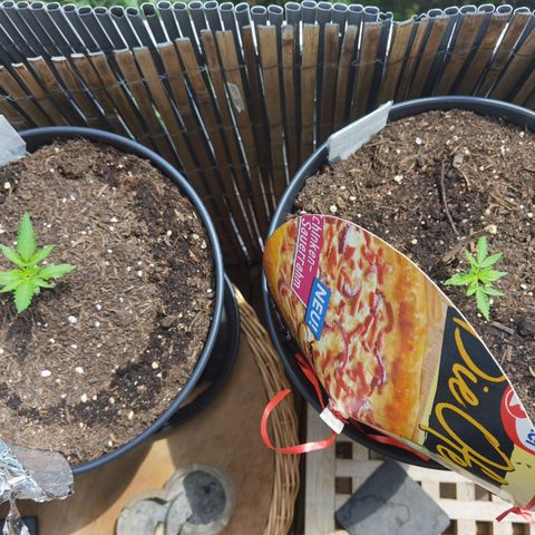 Royal Auto jack/runtz 11l growlog timeline photo