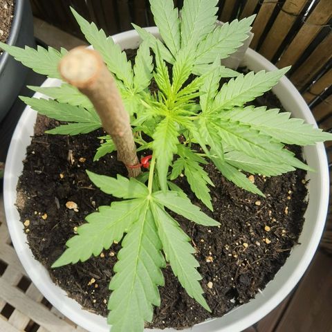 Apple fritter auto 8l growlog timeline photo