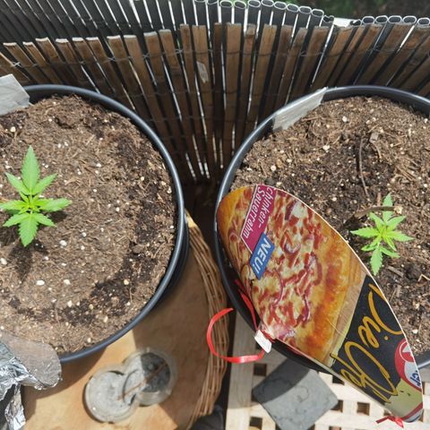 Royal Auto jack/runtz 11l growlog timeline photo