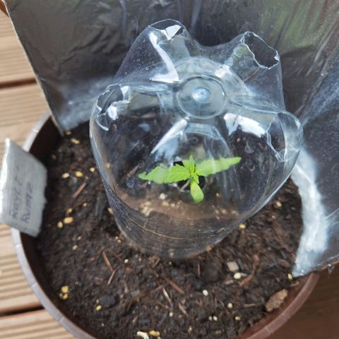 Royal runtz 3l growlog timeline photo