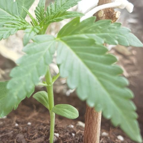 Royal Auto jack/runtz 11l growlog photo: Royal jack: (ist am Anfang umgefallen) scheint es währe der Stiel etwas dünner (anfangs nur eine kleine Stelle wie mit 2 Finger zusammen gedrückt am stamm).
Befestigt und hoffen das alles gut wird. 🙏🏼 Du schaffst das. 💪🏼