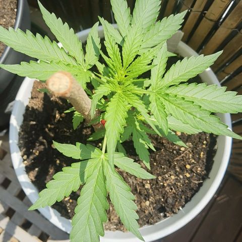 Apple fritter auto 8l growlog timeline photo