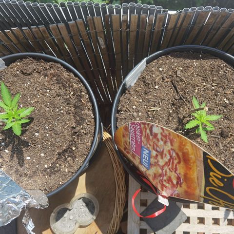 Royal Auto jack/runtz 11l growlog timeline photo