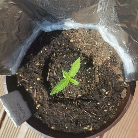 Royal runtz 3l growlog timeline photo