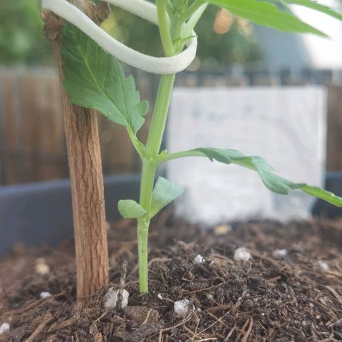 Royal Auto jack/runtz 11l growlog photo: Noch immer schwierigkeiten. 