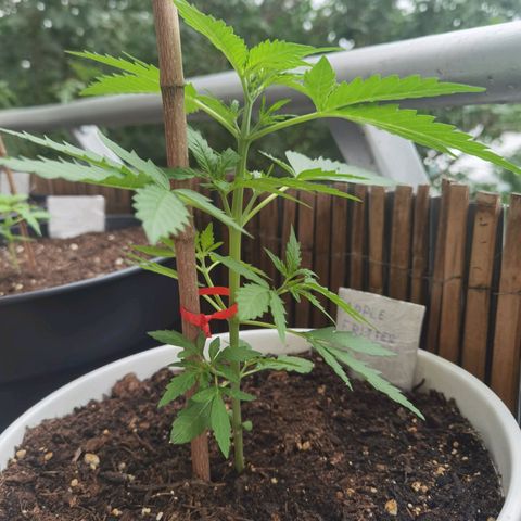 Apple fritter auto 8l growlog timeline photo