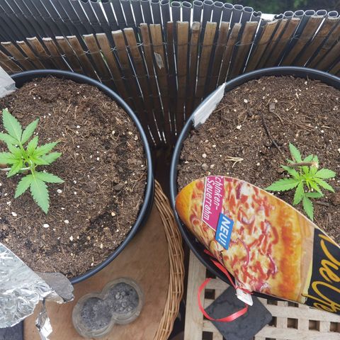 Royal Auto jack/runtz 11l growlog timeline photo