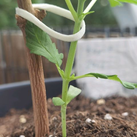 Royal Auto jack/runtz 11l growlog photo: Wird nicht besser, aber wächst als wäre nichts... Mal sehen.