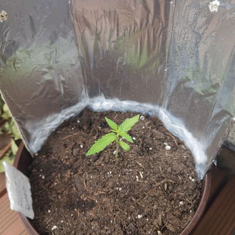 Royal runtz 3l growlog timeline photo