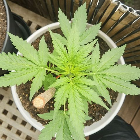 Apple fritter auto 8l growlog timeline photo