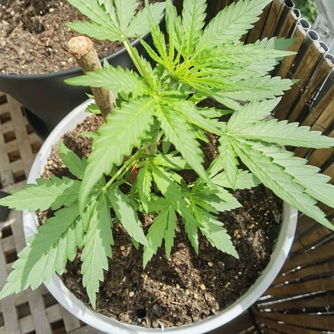 Apple fritter auto 8l growlog timeline photo