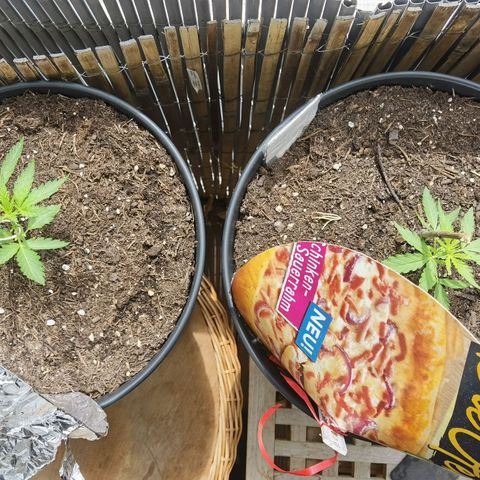 Royal Auto jack/runtz 11l growlog timeline photo