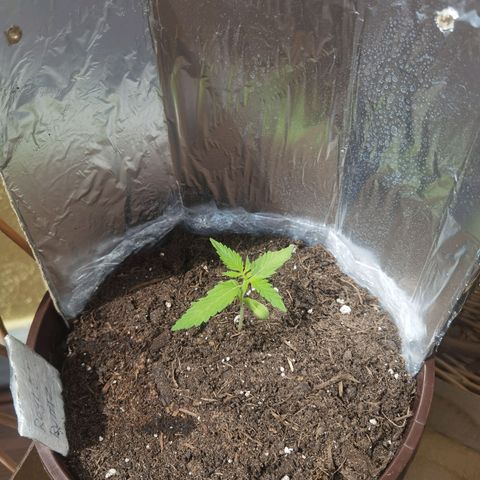 Royal runtz 3l growlog timeline photo