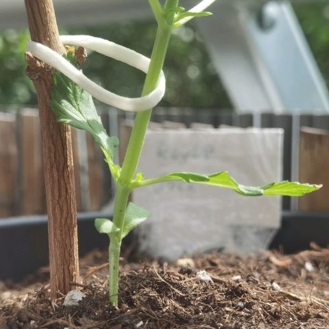Royal Auto jack/runtz 11l growlog photo: Wird zum. Nicht schlimmer. 