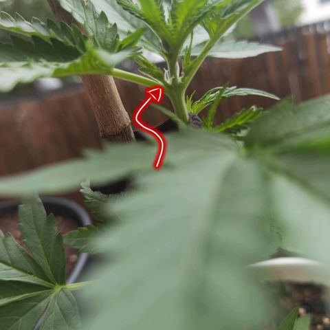Apple fritter auto 8l growlog photo: Vorblüte hat begonnen (kann noch bis zu 200% an Grösse zu legen, sozusagen die pupertät) 