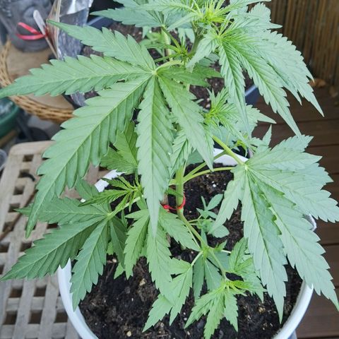 Apple fritter auto 8l growlog timeline photo