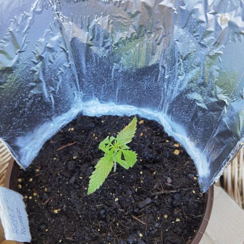 Royal runtz 3l growlog timeline photo